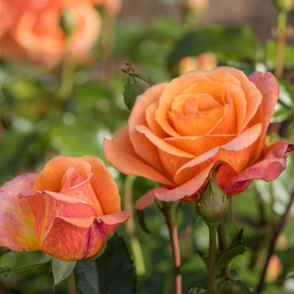 CHERRY BRANDY® 85 CHERRY BRANDY® 85